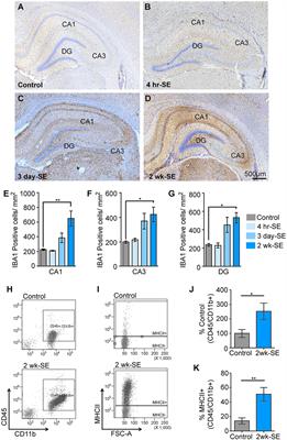 Status Epilepticus Triggers Time-Dependent Alterations in Microglia Abundance and Morphological Phenotypes in the Hippocampus